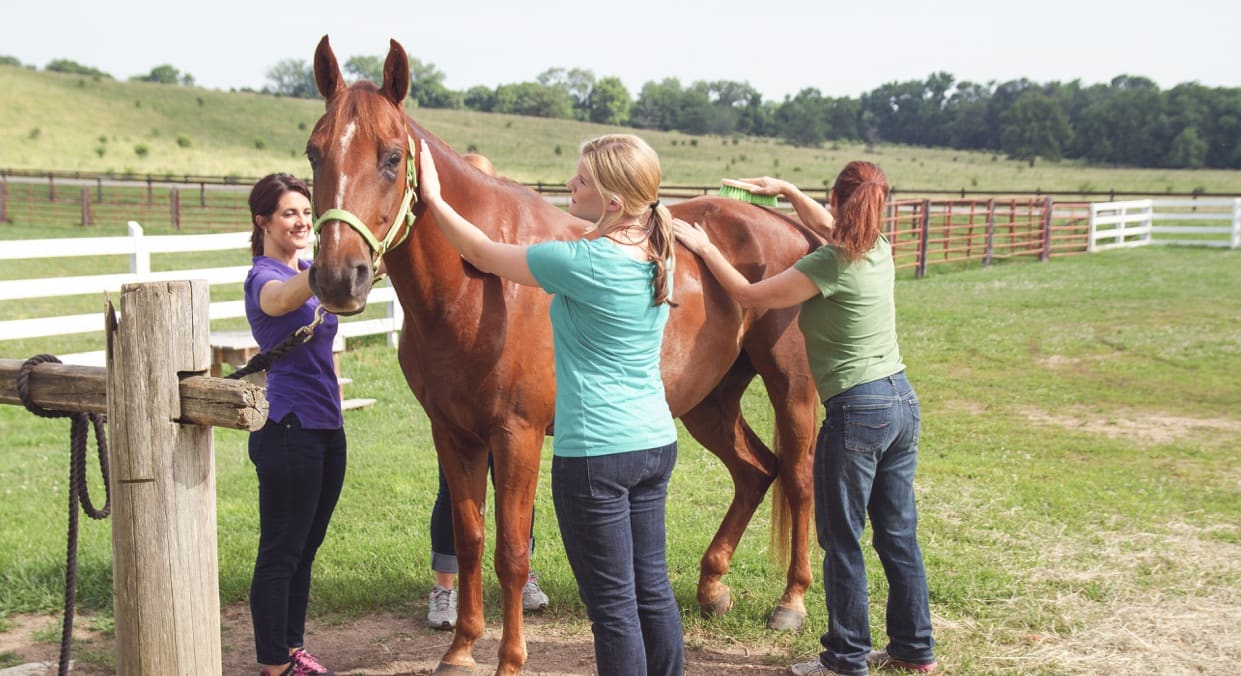 Equine Therapy Horse Therapy Program at The Ranch