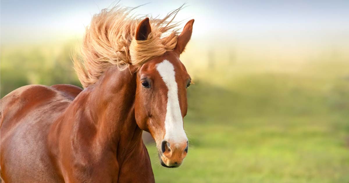 10 Things Horses Teach Us About Our Relationships and Recovery | The Ranch